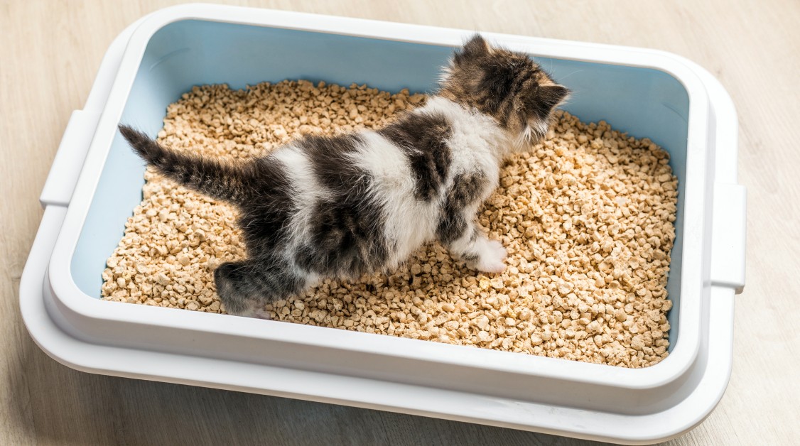 Choosing the Right Litter Box for Your Cat